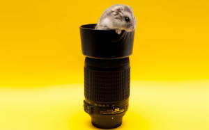 Mouse On Black Lens Wallpaper