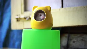 Mouse Will Ceramic Hide Wallpaper