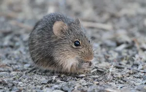 Mouse With Dark Grey Fur Wallpaper
