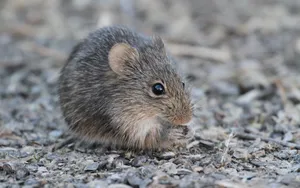 Mouse With Dark Grey Fur Wallpaper