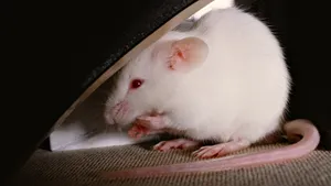 Mouse With Red Colored Eyes Wallpaper