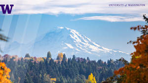 Mt. Rainier View At University Of Washington Wallpaper