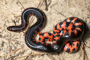 Mud Snake On A Sandy Ground Wallpaper