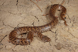 Mud Snake On Dried Mud Wallpaper