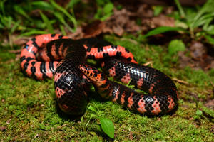 Mud Snake On Mossy Forest Floor Wallpaper