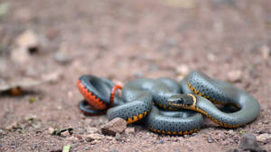 Mud Snake With Grey Top Scales Wallpaper