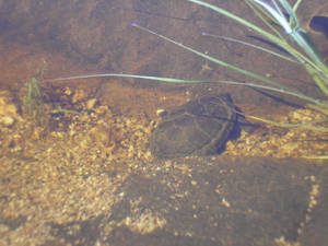 Mud Turtle Submerged Underwater Wallpaper