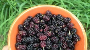 Mulberry Fruits In A Bowl Wallpaper