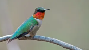 Multicolored Hummingbird On A Branch Wallpaper