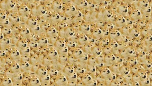 Multiple Doge Shiba Inu Faces Meme Wallpaper