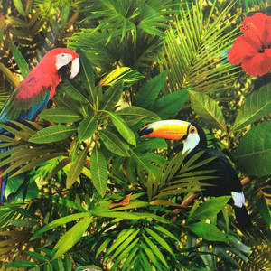 Muriva Tropical Jungle Bird Parrot Wallpaper