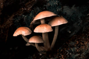 Mushroom Illuminated In The Depths Of The Dark Forest Wallpaper