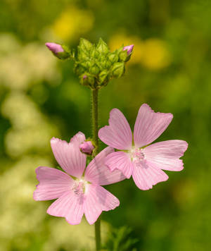 Musk Mallow Flower Android Wallpaper