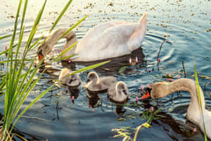 Mute Swan Mother Bird And Cob Wallpaper