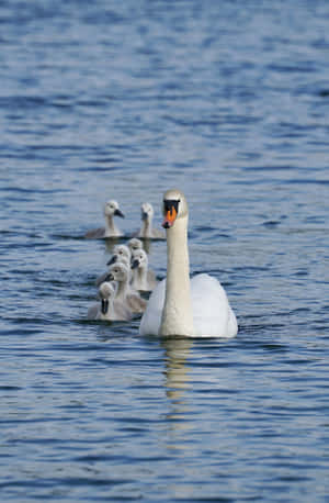 Mute Swan Mother Bird Wallpaper