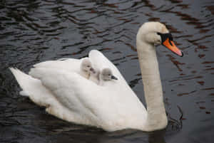 Mute Swan Mother Bird Swimming Wallpaper