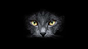 Mysterious Black Cat Emerging From Darkness Wallpaper