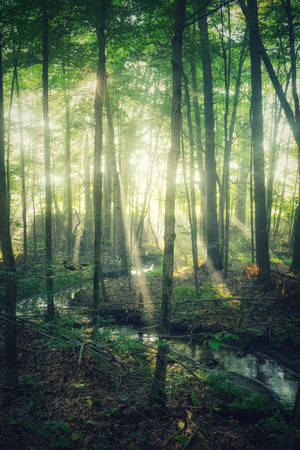 Mystical Forest Sunlight Wallpaper