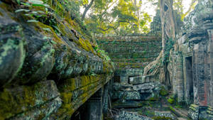 Mystique Angkor Wat Ruins Overgrown By Lush Moss Wallpaper