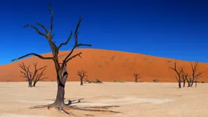 Namibia Deadvlei Dead Trees Wallpaper