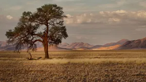 Namibia Savannah Wallpaper