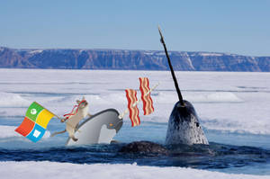 Narwhal With Windows Cartoon Wallpaper