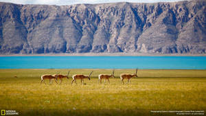 National Geographic Antelopes Wallpaper