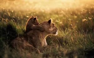 National Geographic Desktop In The Grass Wallpaper