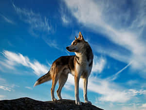 National Geographic Desktop Is On Top Wallpaper