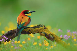 National Geographic European Bee Eater Wallpaper
