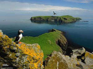 National Geographic Puffin Wallpaper