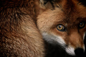 National Geographic Red Fox Wallpaper