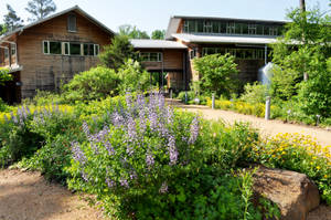 Native Gardens North Carolina Wallpaper