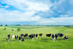 Natural Background With Cows Wallpaper