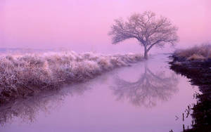 Natural Purple Aesthetic Swamp Wallpaper