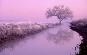 Natural Purple Aesthetic Swamp Wallpaper