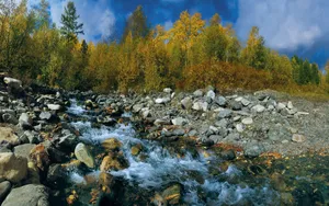 Natural River Stone Wallpaper