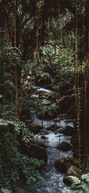 Natural Spring Water In Rocky Forest Iphone Wallpaper