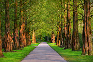 Nature 4k Tree Path Wallpaper