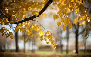 Nature Blur Autumn Background Wallpaper