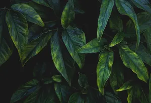 Nature Coming To Life Wallpaper