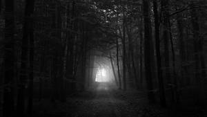 Nature Illumination Dark Forest Wallpaper