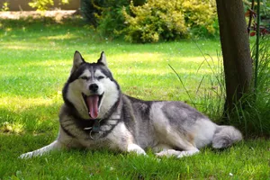 Nature, Malamute, Friend, Dog, Lay Wallpaper