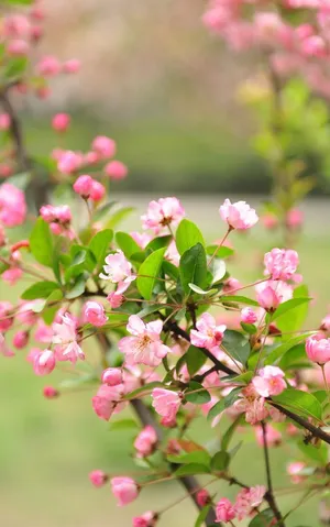 Nature Phone Blooming Pink Flowers Wallpaper