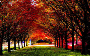 Nature Road Fall Desktop Wallpaper