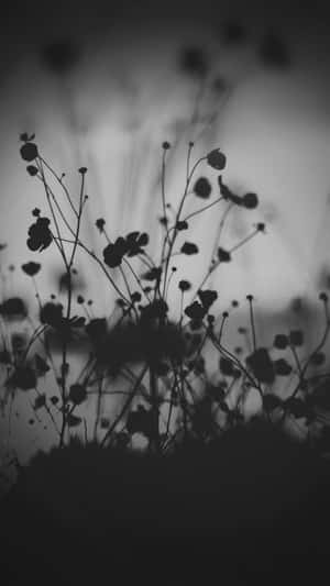 Nature's Beauty Blooms Even In Darkness. Wallpaper