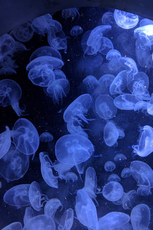 Neon Blue Aesthetic Glowing Jellyfish Wallpaper