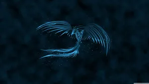 Neon Blue Phoenix Hd Wallpaper