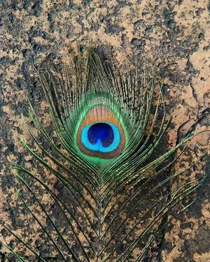 Neon Green Mor Pankh Wallpaper