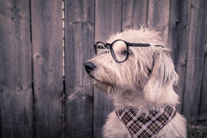 Nerdy White Dog With Glasses Wallpaper